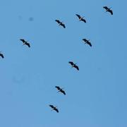 Triguères 15/02/2017