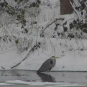 Chambonchard 14/01/2010