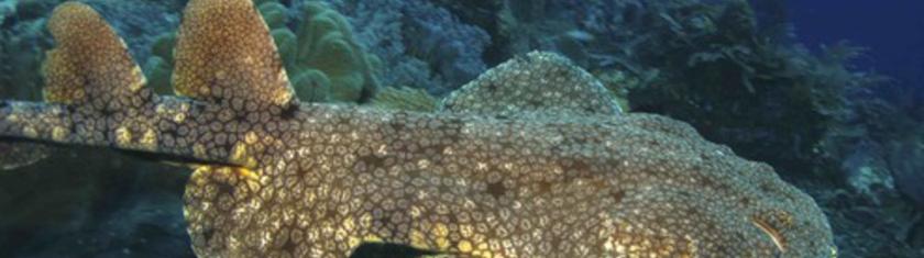 Plongée : croisière de luxe en Indonésie