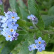 Saint-Colomban 02/04/2017