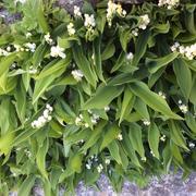 Rocheville 25/04/2017