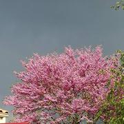 Mareuil-sur-Lay-Dissais 26/04/2017