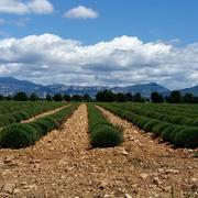 Saint-Laurent-du-Verdon 08/05/2017