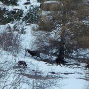 Champoléon 01/02/2010
