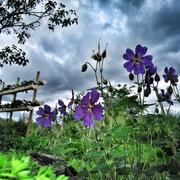 La Ferté-Imbault 19/05/2017