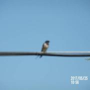 Puchevillers 04/06/2017