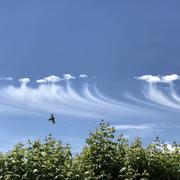 Simandre-sur-Suran 11/06/2017