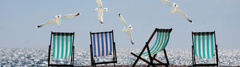 Le dilemme de l'été : mouette ou goéland ?