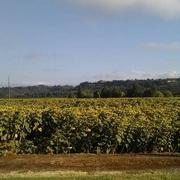 Saint-Sixte 11/08/2017