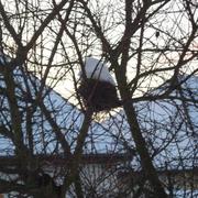 Le Teilleul 12/02/2010