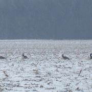 Escrignelles 14/02/2010