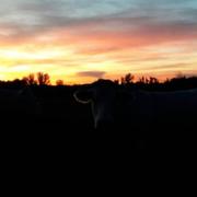 Saint-Sardos 19/11/2017