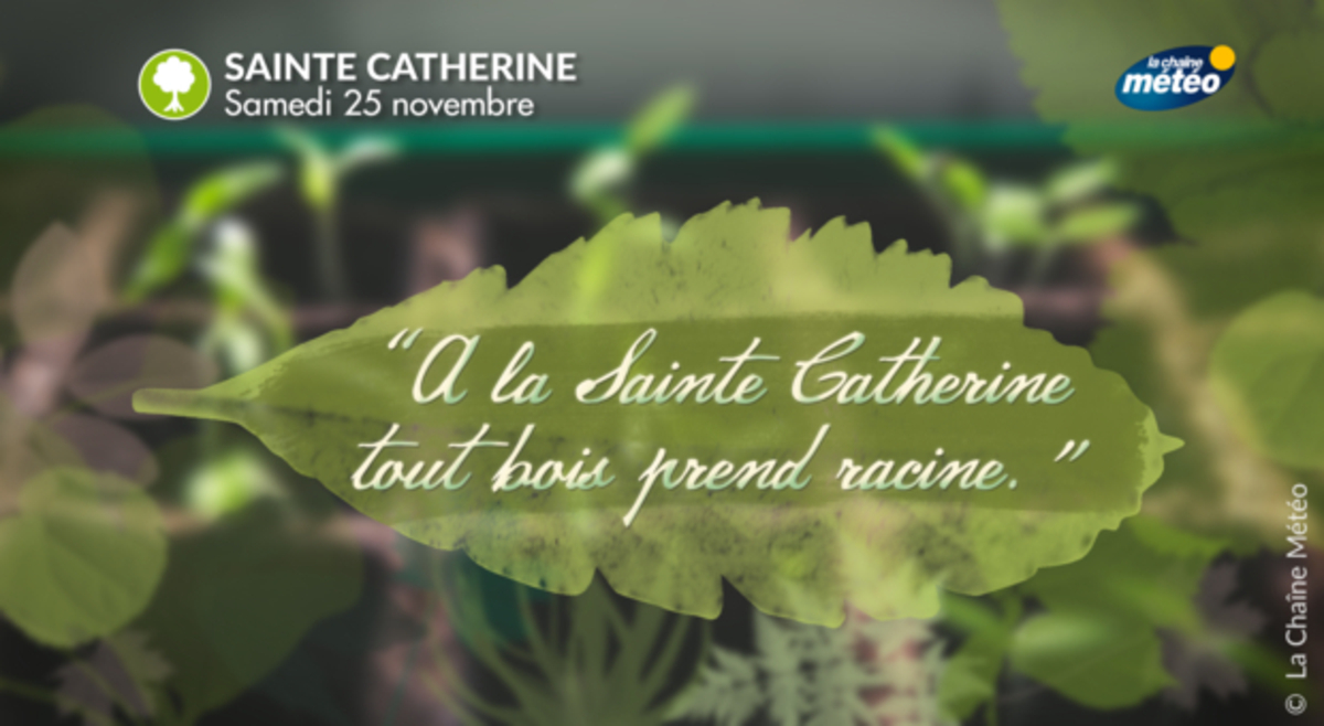 A la Sainte Catherine, tout bois prend racine ! - Actualités La Chaîne