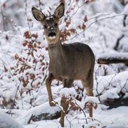 Saint-Clément 01/12/2017