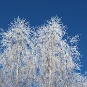 Vieu-d'Izenave 06/12/2017