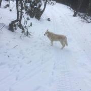 Puyvalador 10/12/2017