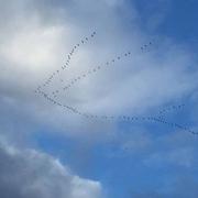 Saint-Mathieu 17/01/2018