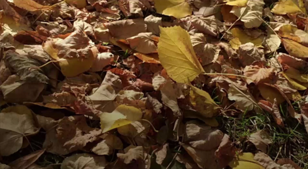 Pourquoi les feuilles tombentelles en automne ? Actualités La Chaîne Météo Pourquoi les feuilles tombentelles en automne ? Actualités La Chaîne Météo