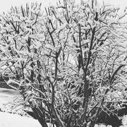 Échandelys 26/01/2018