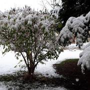 Montfalcon 26/01/2018