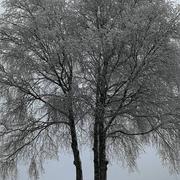 Courtisols 07/02/2018