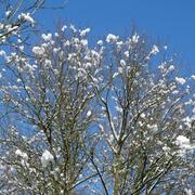 Auvilliers-en-Gâtinais 08/02/2018