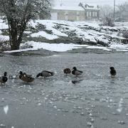 Achères-la-Forêt 09/02/2018