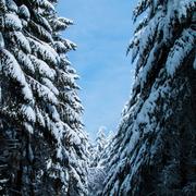 Saint-Nicolas-des-Biefs 10/02/2018