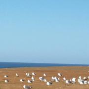 Yacoub El Mansour 27/02/2018