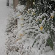 Les Pieux 18/03/2018