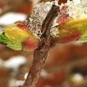 Brienne-la-Vieille 22/03/2018