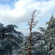 Theniet El Had 23/03/2018