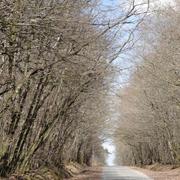 Saint-Georges-Buttavent 17/03/2010