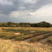 Taulignan 03/08/2018