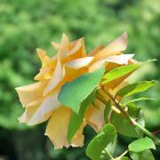 Puy-l'Évêque 22/03/2010