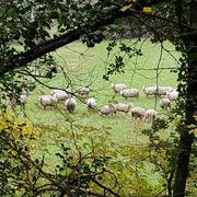 Le Thoronet 04/12/2018