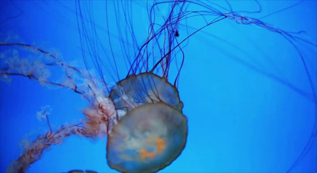 Que faire en cas de piqûre de méduse Actualités La Chaîne Météo