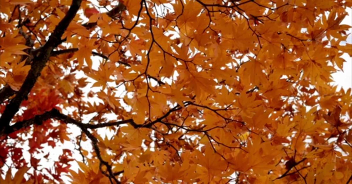 Pourquoi les feuilles changent de couleurs en automne ?