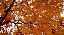 Pourquoi les feuilles changent de couleurs en automne ?