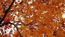 Pourquoi les feuilles changent de couleurs en automne ?