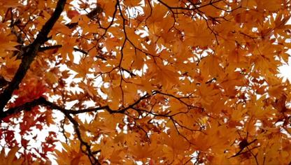 Pourquoi les feuilles changent de couleurs en automne ?