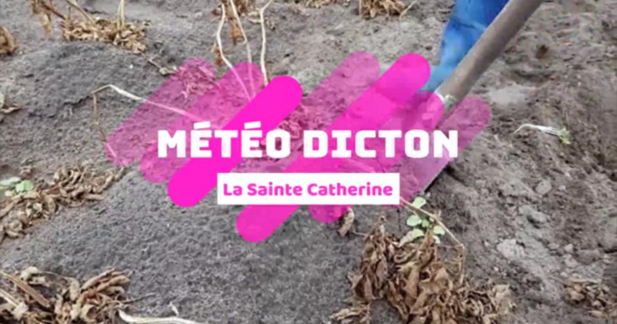 La Sainte Catherine : le dicton météo des jardiniers