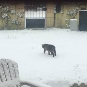 Longchamps 22/01/2019