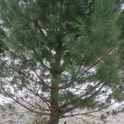 Septfonds 25/01/2019