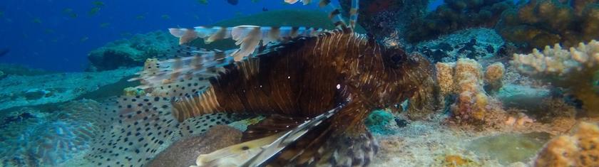 Nous avons testé pour vous : la plongée aux Maldives, Atoll Ari Sud