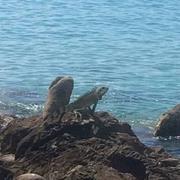 Vieux-Habitants 11/02/2019