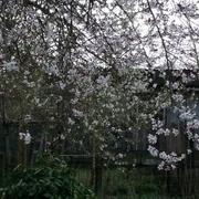 Saint-Laurent-Médoc 04/03/2019