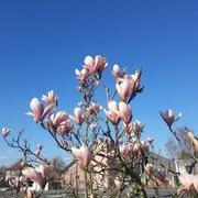 Hinsingen 30/03/2019