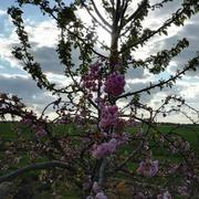 Saint-Fulgent 08/04/2019