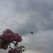 Les Brouzils 08/04/2019